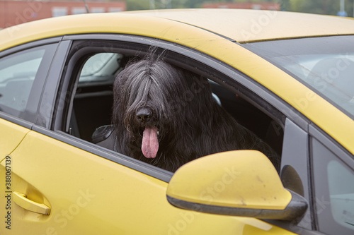 Obraz na plátně Black briard sits inside car for guarding.