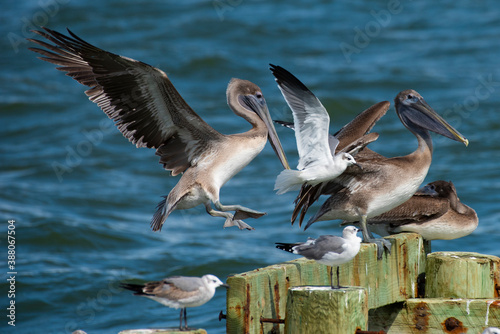 Dauphin Island Pelican Landing