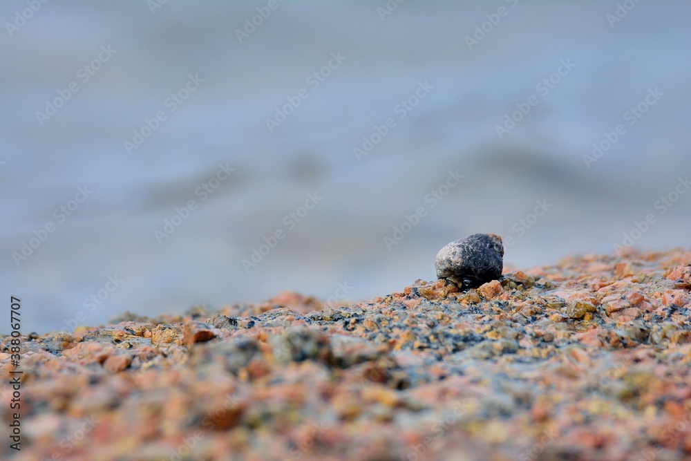 shell on a rock in brittany. France shell on a rock in brittany. France