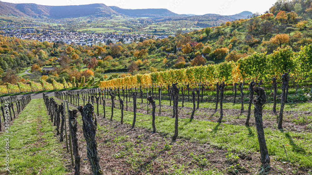 vineyard in autumn, vineyard posts, vine stock, Vitis vinifera