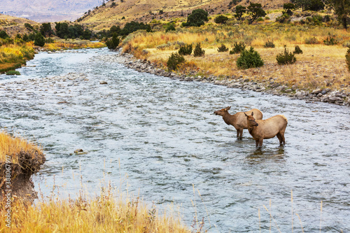 Elk in the river photo