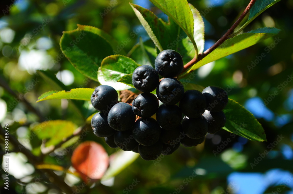 Grapes of black ashberry. Chokeberry ashberry. Autumn. September. Grapes of black ashberry. Chokeberry ashberry. Autumn. September.