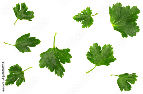 The leaves of gooseberries isolated on white, top view