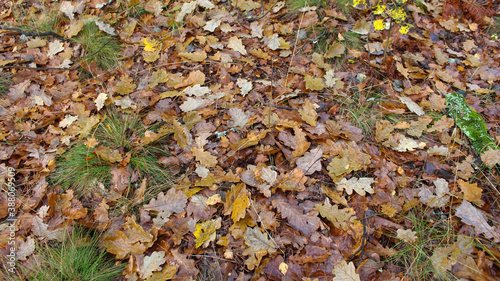 Yellow and brown detailed autumn background of dry oak leaves that have fallen to the ground. Natural  autumn forest background. View from above.