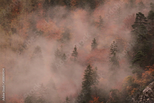 Natur, Landschaft, Herbst, Baum , Blätter , Schweiz, Wald, Reisen, Tourismus, Park , Travelling, Travel, Autmn, Autnm, Trip, Tourism,Switzerland, forest, tree, landscape, mystic fog, nebel ,Berg 