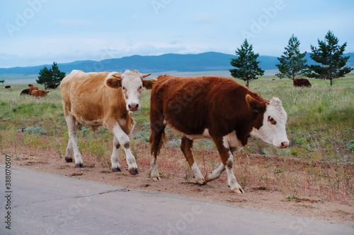 Two Russian cows walk along the roadside on the background of green pasture, trees and blue mountains