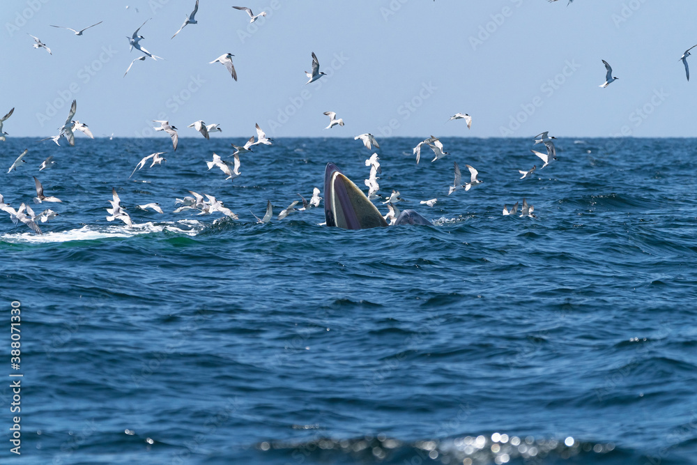 Naklejka premium Whale Bruda feed on a wide variety of fish