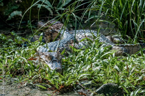 Spectacled Caiman (Caiman crocodilus) in tropical forest of Papaturro River area, Nicaragua © Nick Taurus