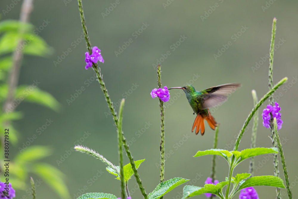 Fototapeta premium Rufous-tailed hummingbird (Amazilia tzacatl) flying to pick up nectar from a beautiful flower , San Isidro del General, Costa Rica. Action wildlife scene from nature.