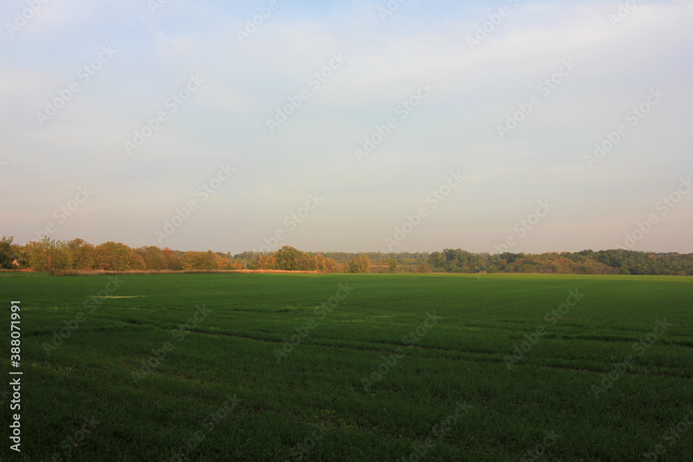 Fototapeta premium Autumn landscape with a field of winter crop, trees and evening sky