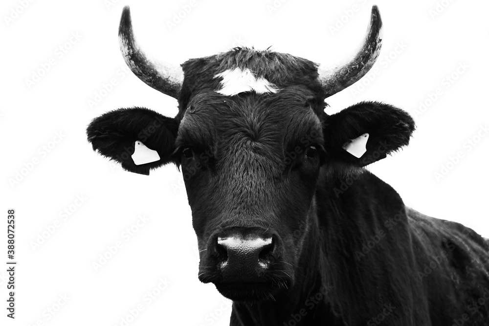 Naklejka premium Portrait of a young bull, black. Monochrome image.