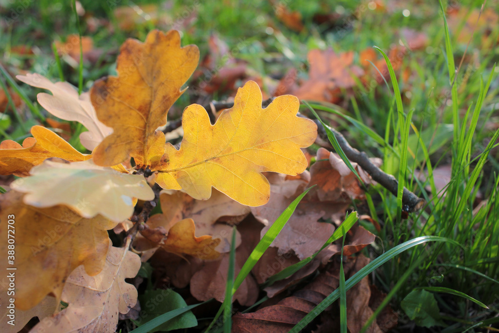 Fallen autumn leaves on the green grass. Oak leaves on the ground in the fall forest. Sunny day Fallen autumn leaves on the green grass. Oak leaves on the ground in the fall forest. Sunny day