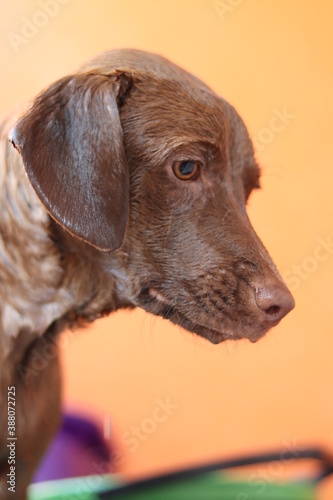 portrait of a dog