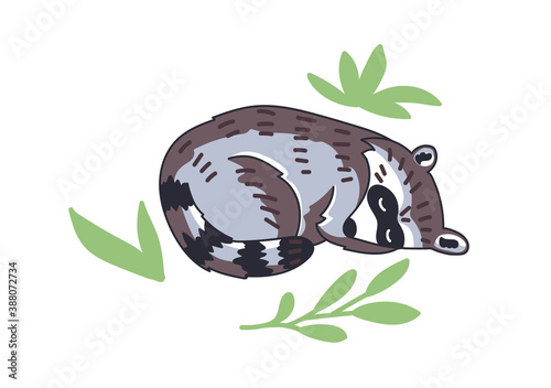 Raccoon vector illustration. Hand drawn cute Procyon lotor. Сomposition with leaves on white background.