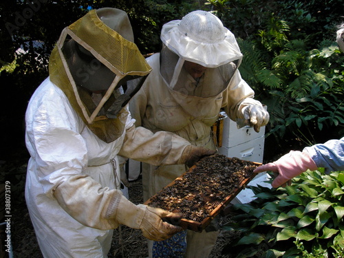Beekeepers Examining Hive Tray