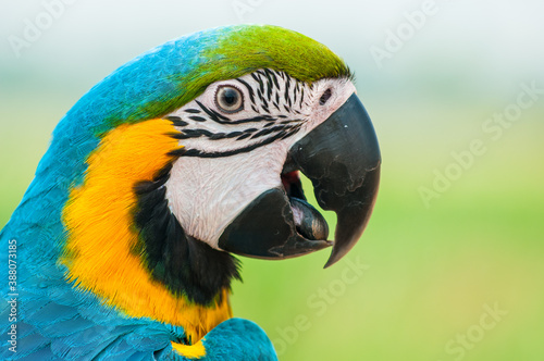 Parrot © ocramgy