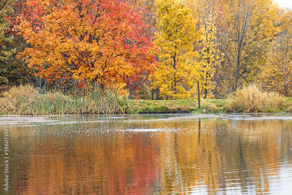 Original autumn photograph of red, amber and gold trees reflecting in a pond Original autumn photograph of red, amber and gold trees reflecting in a pond
