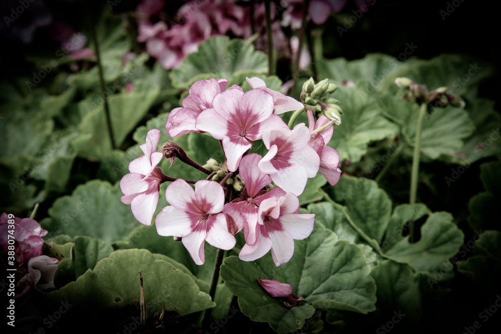 Naklejka premium fond fleurs haute definition