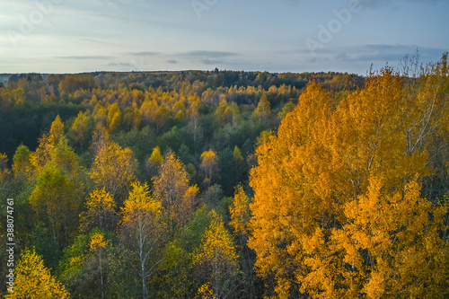 Aerial view of colored forest in autumn. Beautiful autumn forest with yellow trees. Outdoor, leaves.