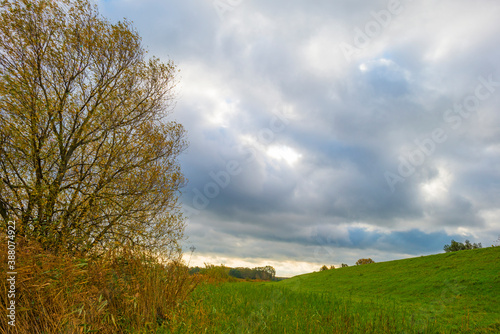 Trees in autumn colors in a field in a cloudy sunlight at fall, Almere, Flevoland, The Netherlands, October 26, 2020