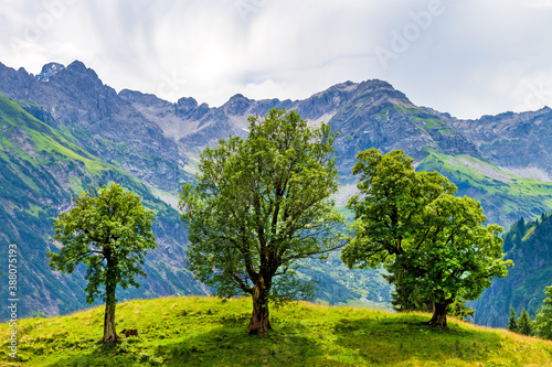 Allgäu - Hinterstein - Bäume - malerisch - Berg photo