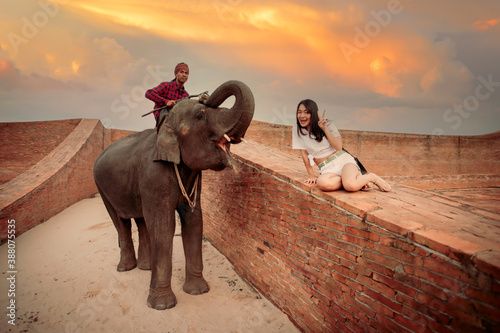 Photography Thai elephants controlled by a mahout Standing photographed with tourists,Surin,