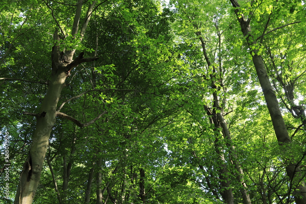 Fototapeta premium Crowns of forest trees