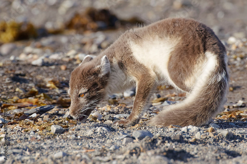 Arctic Fox  Vulpes lagopus   in Spitzberg Island  Svalbard 