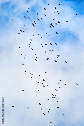 A flock of birds in the blue sky with white clouds