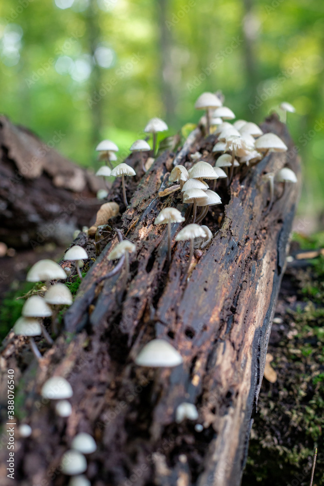 A group of white hooded mushrooms on a tree trunk in the forest A group of white hooded mushrooms on a tree trunk in the forest