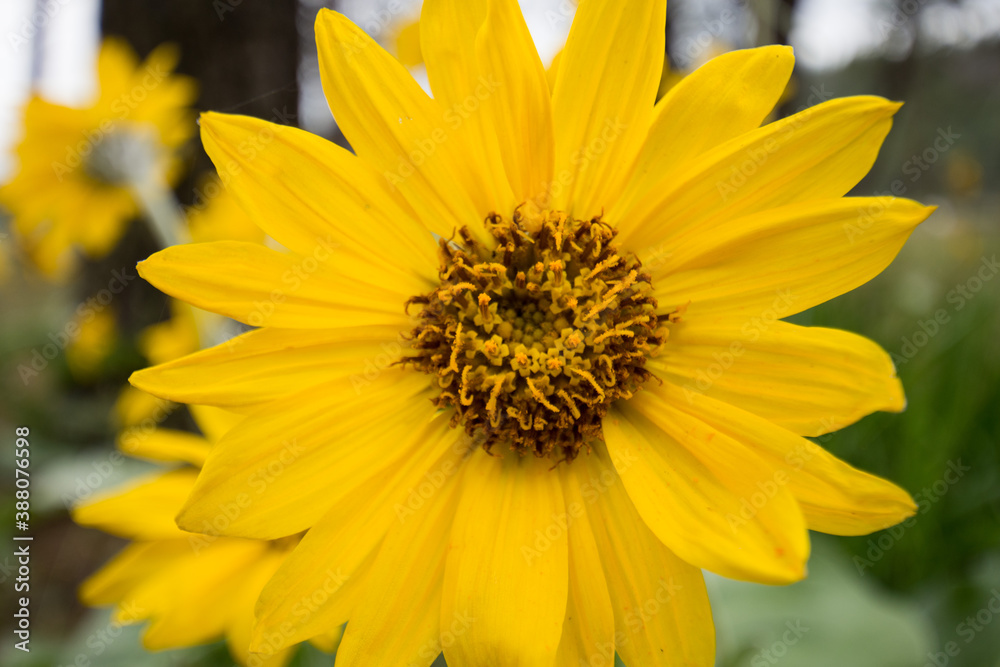 yellow sunflower close up yellow sunflower close up