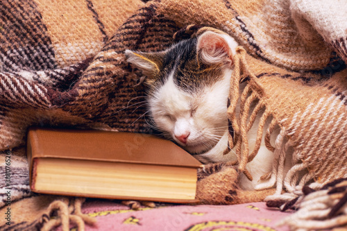 A young white spotted cat sleeps under a blanket near a book photo