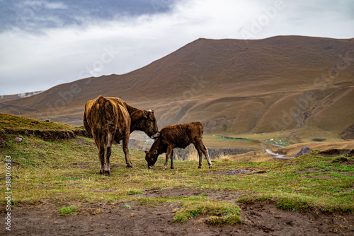 cow with calf in the mountains
