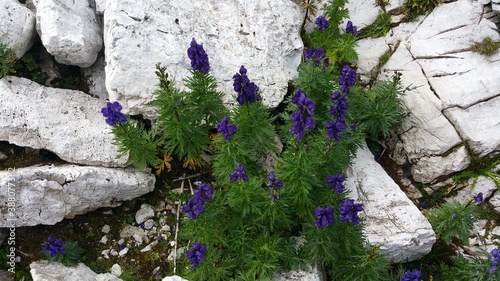 Dolomity Kwiaty Góry