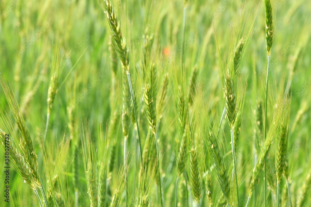 Green wheat field. Bright spikelets grow in an agricultural field. Nature summer background, soft focus. Green plants background with soft focus 

