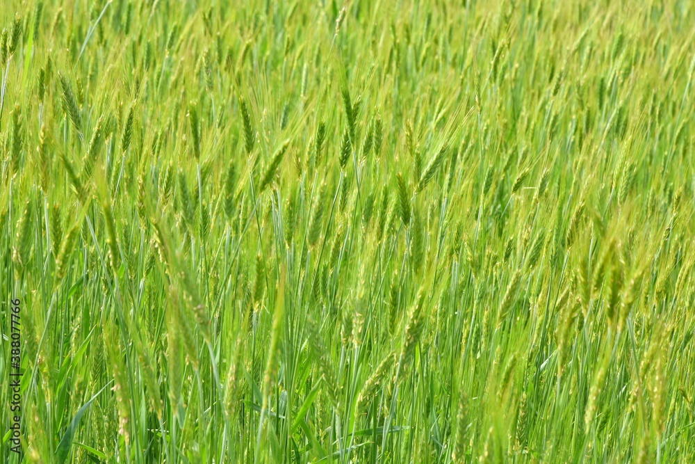 Green wheat field. Bright spikelets grow in an agricultural field. Nature summer background, soft focus. Green plants background with soft focus
Green wheat field. Bright spikelets grow in an agricultural field. Nature summer background, soft focus. Green plants background with soft focus