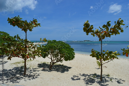 The stunning flora and fauna of the beaches and Chocolate Hills around Bohol Island in the Philippines photo