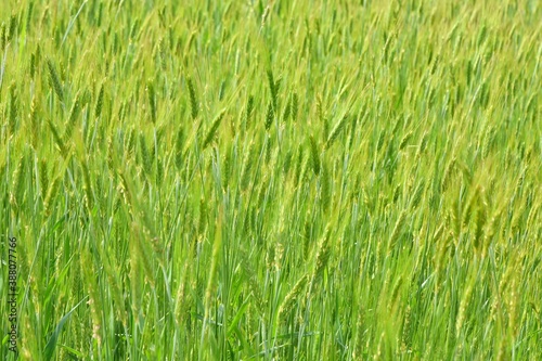 Green wheat field. Bright spikelets grow in an agricultural field. Nature summer background, soft focus. Green plants background with soft focus 