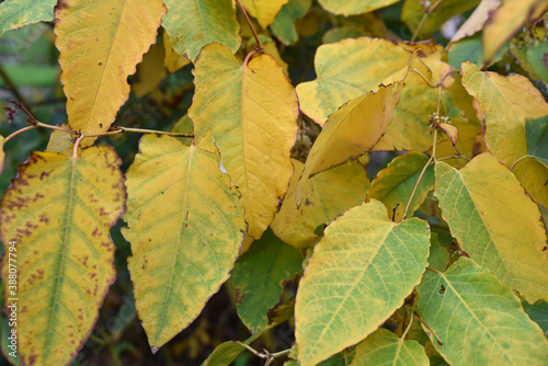 Feuillage d'automne