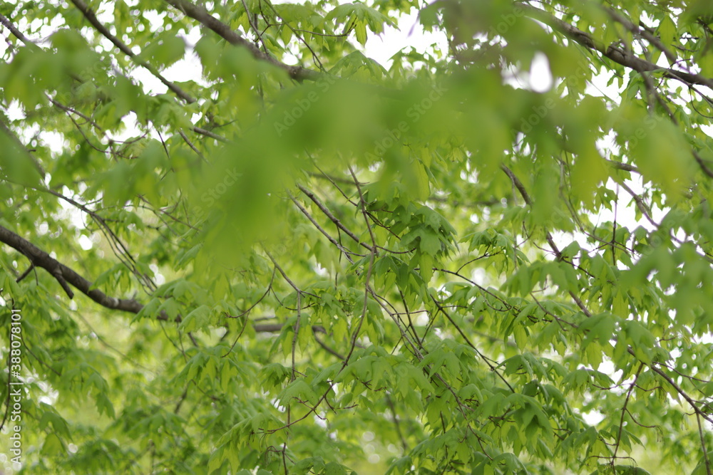 Tree foliage Tree foliage