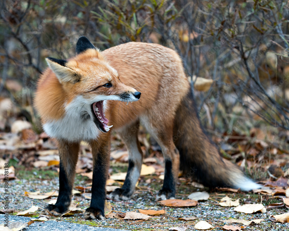 Fox stock photos. Red fox close-up profile view yawning and displaying tongue, teeth with a blur background in its environment and habitat. Fox with open mouth.
