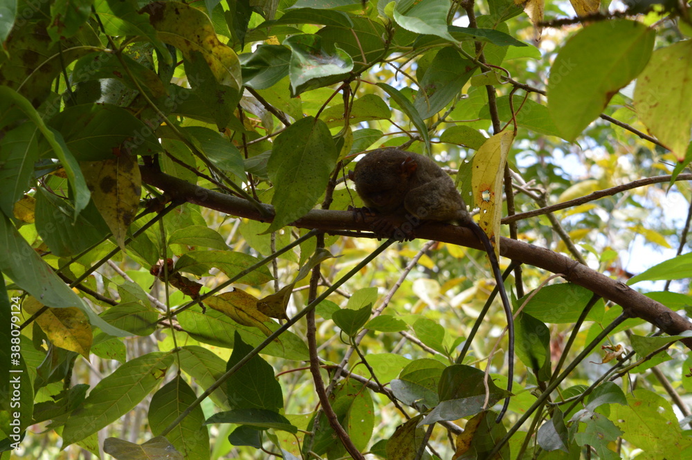 The stunning flora and fauna of the beaches and Chocolate Hills around Bohol Island in the Philippines The stunning flora and fauna of the beaches and Chocolate Hills around Bohol Island in the Philippines