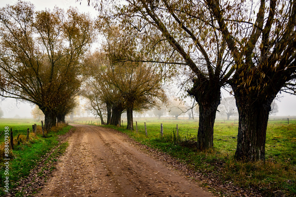 Obraz premium Jesienne krajobrazy Podlasia, Polska