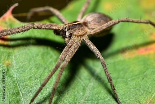 Small gray spider sits on a yellowed leaf