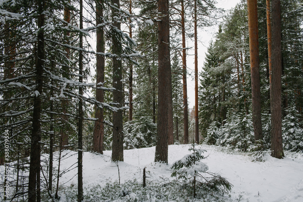 Fototapeta premium Northern forest.
