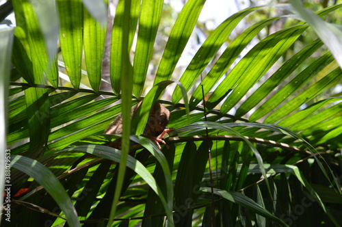 The stunning flora and fauna of the beaches and Chocolate Hills around Bohol Island in the Philippines photo