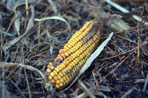 Photo of a swing of corn on a plowed field