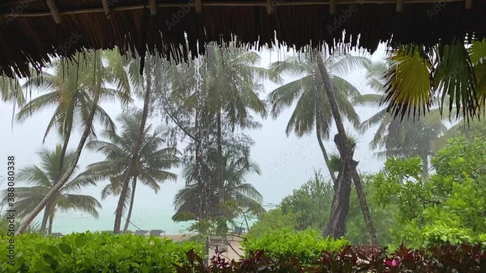 Palm trees in tropical rain bangalow view , still slow motion shot