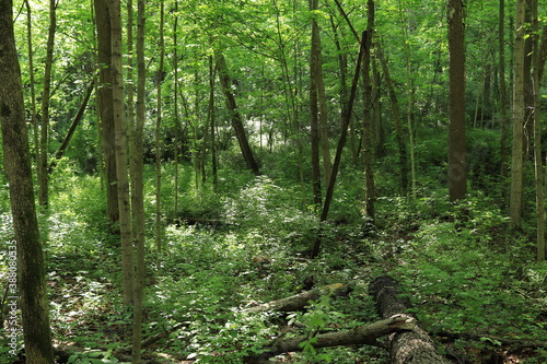 Fallen tree in summer forest