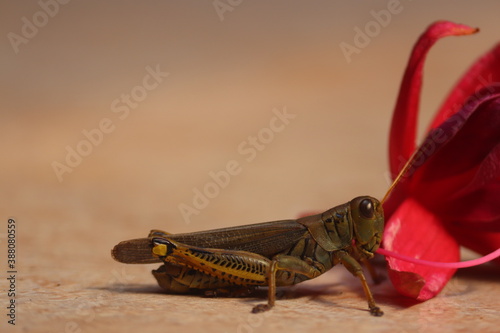 Grasshopper and red flower